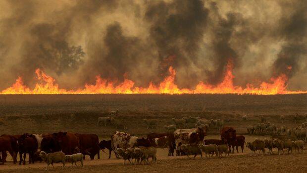 The Sir Ivan fire: Devastated more than 55,000 hectares. Homes, farm buildings and stock were lost. PHOTO: Dean Sewell.
