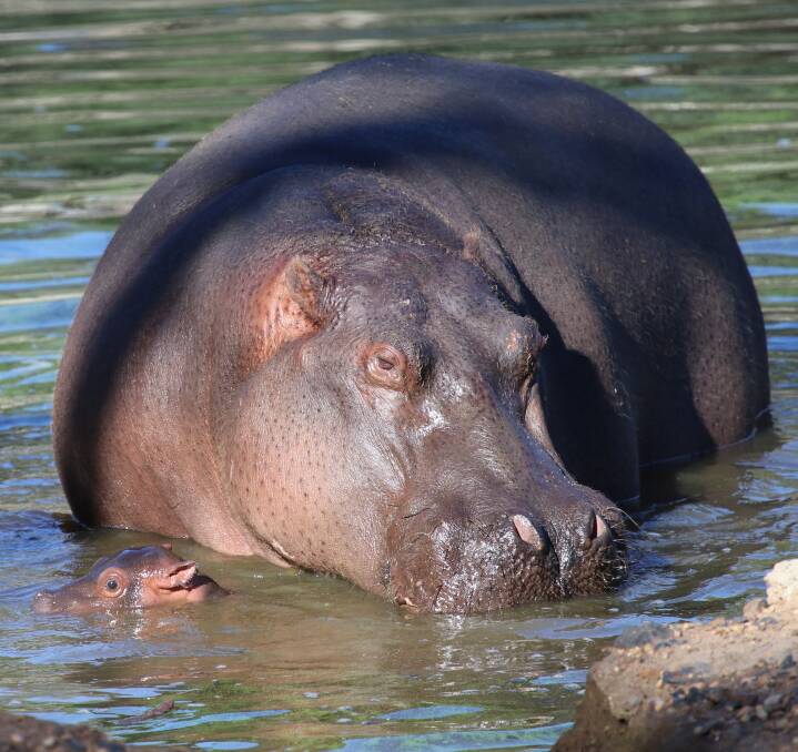 Today Show viewers will get the chance to name Taronga Western Plains Zoo's new baby hippopotamus.