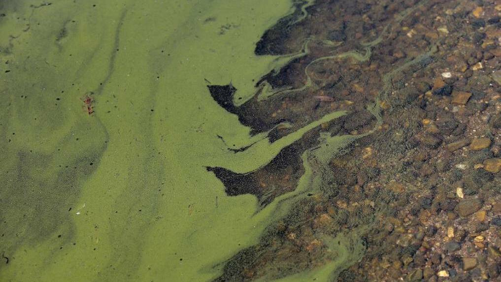 Algae not in swimming areas
