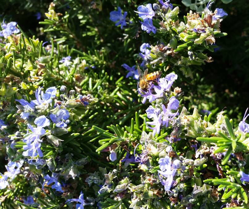 Rosemary varieties not only make a connection with remembrance, but also help to sustain our bee population.