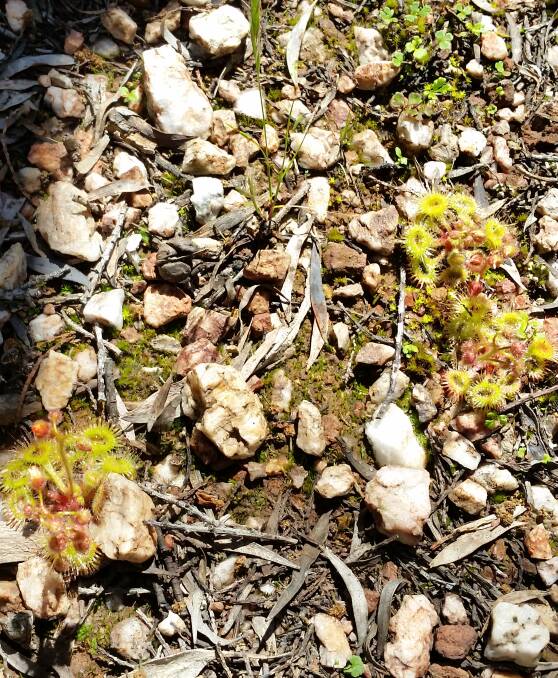 Did you know that we have carnivorous Sundew? With their sticky, tiny tentacles in many of our local national parks and quite often we walk right past them.
