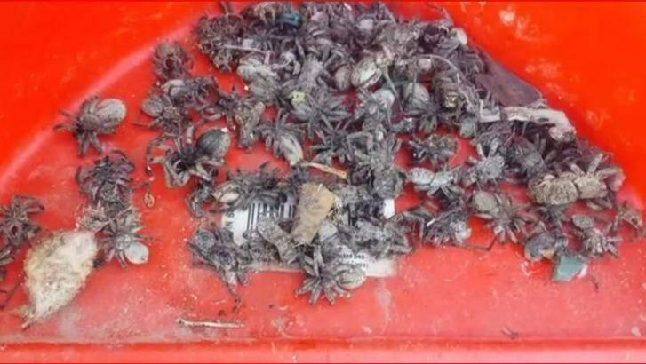 Kathy Holmes' house has been invaded by thousands of spiders.  Photo: Kathy Holmes