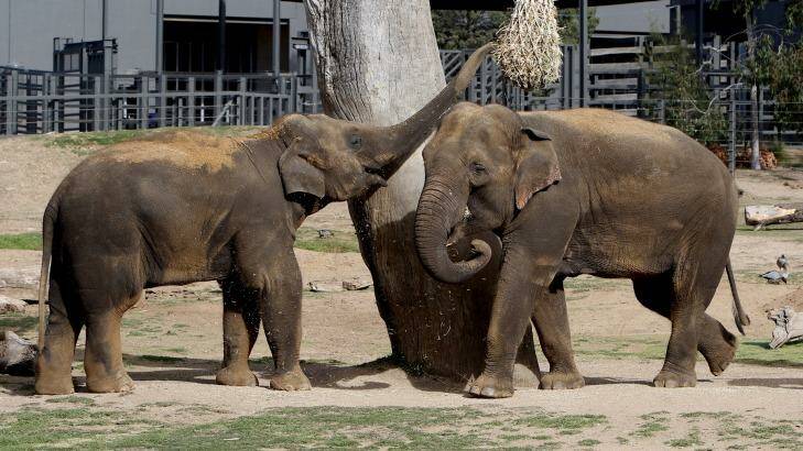 Two cheeky elephant calves are among four new arrivals at Dubbo's Western Plains Zoo, as the facility steps up its participation in the Asian Elephant insurance population project. The zoo welcomed mother and son duo Thong Dee and Luk Chai (five-years-old). Photo: Rick Stevens