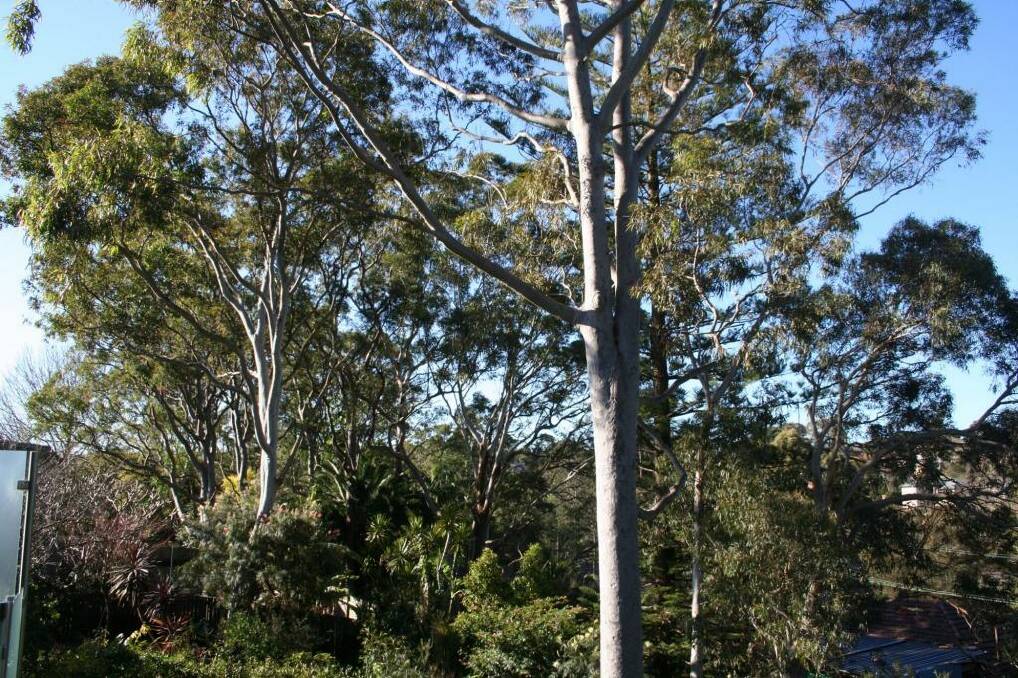 Trees disappearing in Gladesville. Photo: Supplied.