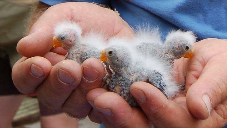The intensive breeding program gives hope to the orange bellied parrot's survival. Photo: Supplied