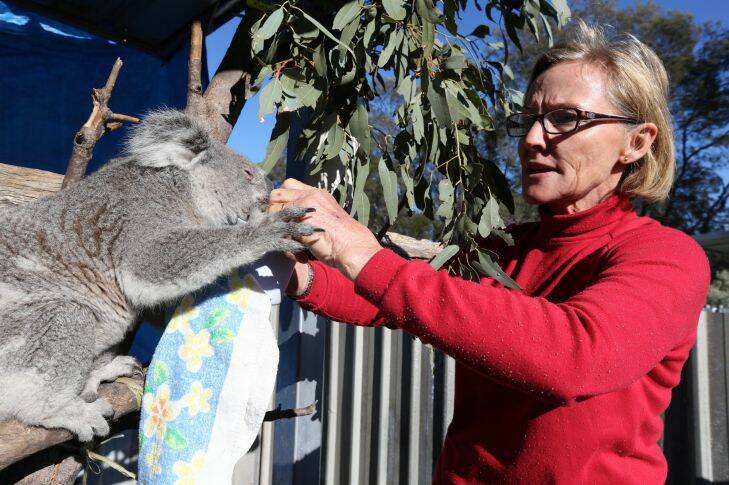 The shooting death of Environment and Heritage worker Glendon Turner on a property in northern NSW, near Moree. Wires carer, Alaine Anderson on her property, Strangford feeds a young rescued Koala from the area, called Beccy. Photo: Peter Rae Thursday 31 July 2014. Photo: Peter Rae