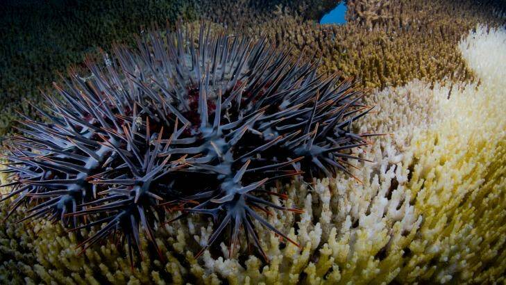 Thorny issue: rising temperatures are likely to increase numbers of coral-consuming starfish. Photo: Eureka Science Photography