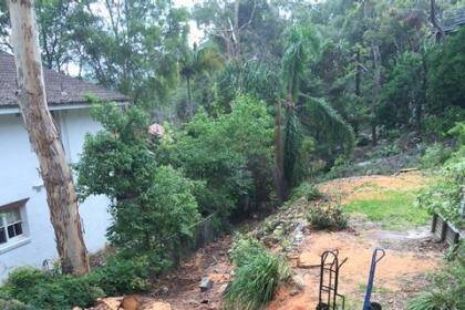 Clearing trees: eight large trees cut in East Killara. Photo: Stop the Chop