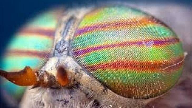 Researchers have modelled a solar cell from the structure of a fly's eye. Photo: Supplied