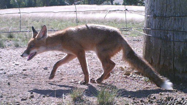 Foxes numbers are rising, and their control is a higher priority for NSW land managers. Photo: NSW Department of Primary Industries.