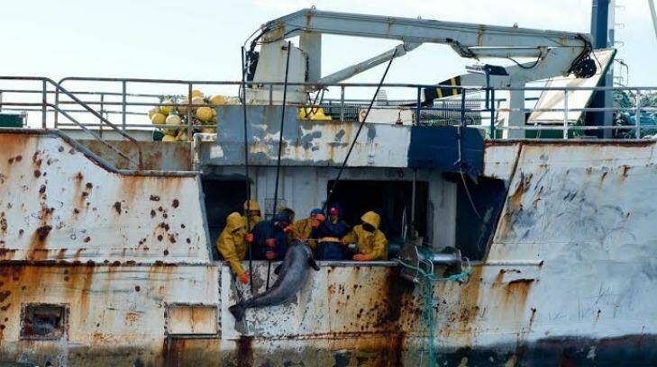 Fishers on the illegal fishing vessel Kunlun using gaffs drag aboard a large toothfish.  Photo: New Zealand Defence Force