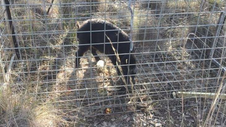 Queanbeyan City Council has captured and killed the wild pig. Photo: Supplied