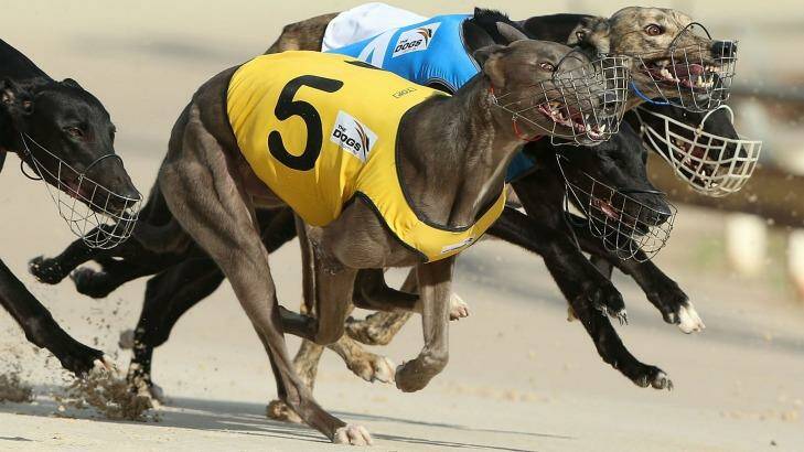 Premier Mike Baird has announced the end of greyhound racing in NSW from July 1, 2017. Photo: Anthony Johnson