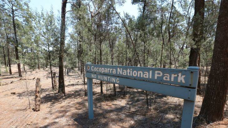 A man was found chained to a tree in the Cocoparra National Park near Griffith on January 19. Photo: Anthony Johnson 