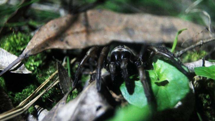 A female funnel-web spider, one of the world's most venomous , creeps out of its hole at night.  
 Photo: Nick Moir