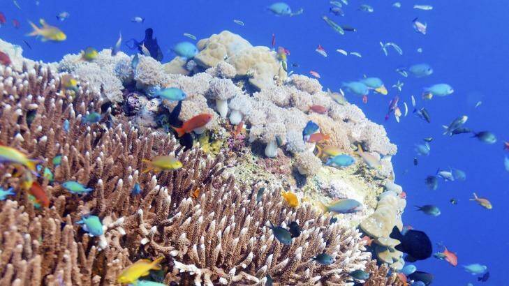 Ninety per cent of the world's coral reefs don't have adequate protection, a study has found.   Photo: Rostislav Ageev