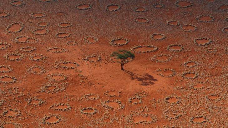 "Fairy circles" in full bloom. Photo: supplied