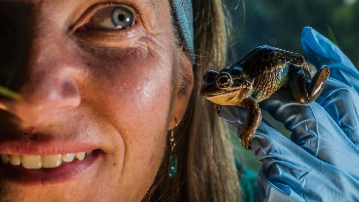Anke Maria Hoefer, Frogwatch ACT and Region coordinator - inside her office with a rare green and golden bell frog - wants Canberrans to start listening to frogs in order to complete a census of what frogs live where in the ACT. Photo: Karleen Minney