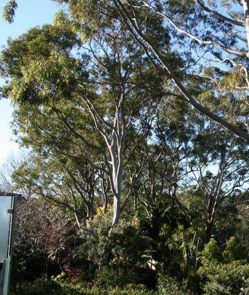 Trees disappearing in Gladesville. Photo: Supplied.