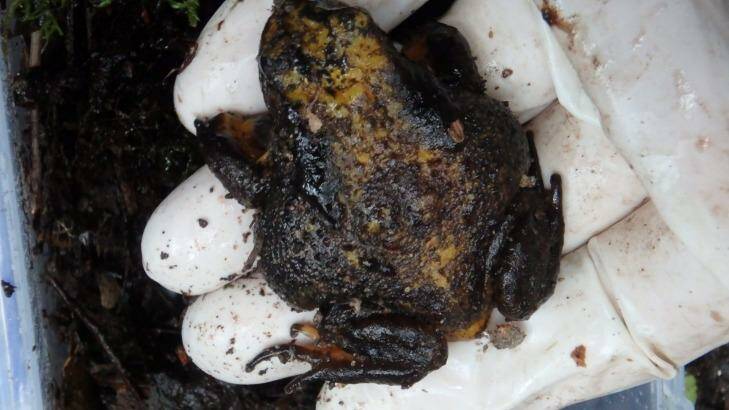 The first female Baw Baw frog found. Her rounded belly is evidence she is laden with eggs. Photo: Zoos Victoria