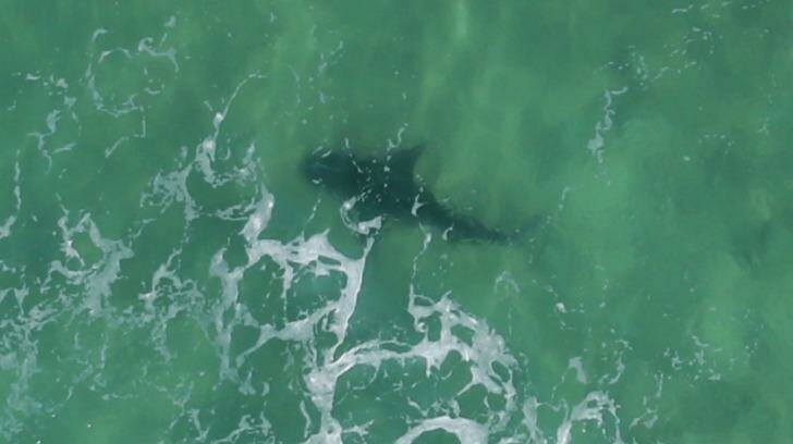 A shark sighting at Burwood Beach near Newcastle. Photo: Peter Stoop 