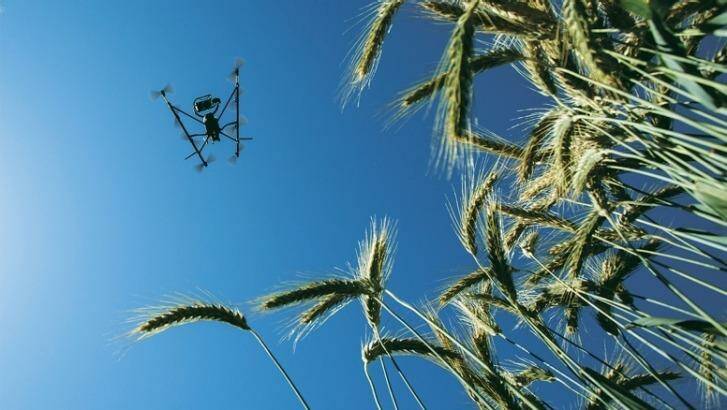 Food security on the table: A drone surveys a wheat crop in Mexico as part of an initiative to create more energy efficient wheat. Photo: Alfredo Saenz Pena
