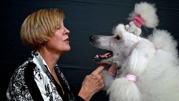 Top spot: Lorraine Boyd with newcomer Carla, who took out best female standard poodle. Photo: Ben Rushton