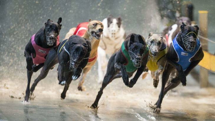The NSW government plans to ban greyhound racing from July next year.  Photo: Craig Golding