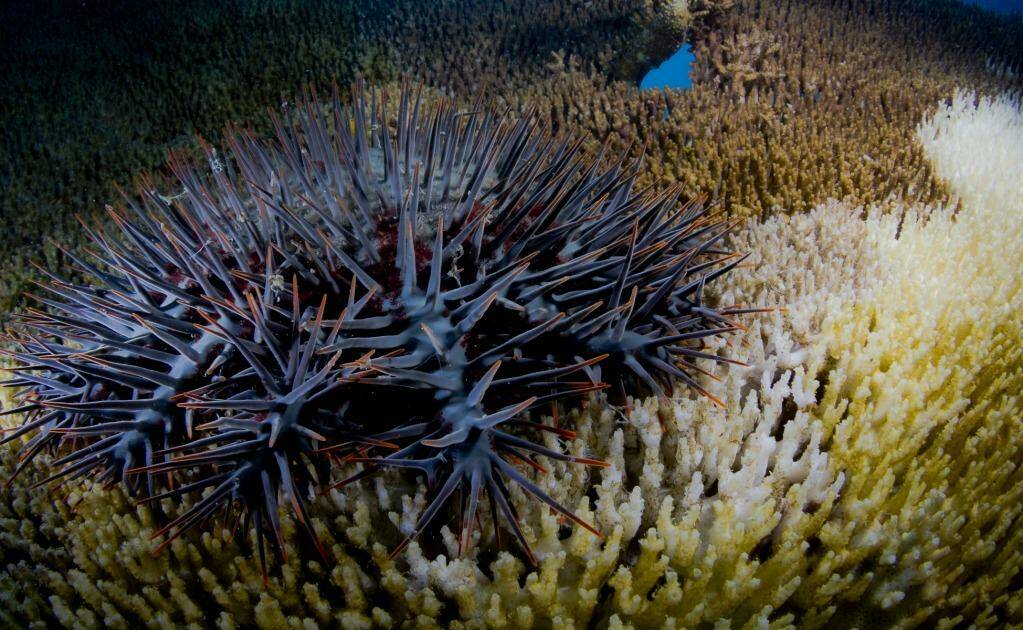 Thorny issue: rising temperatures are likely to increase numbers of coral-consuming starfish. Photo: Eureka Science Photography