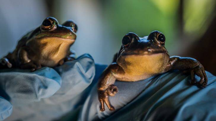 The green and golden bell frog is virtually extinct in Canberra. Photo: Karleen Minney