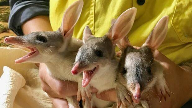 Bilby triplets have emerged from their mother's pouch at the Ipswich Nature Centre. Photo: Supplied
