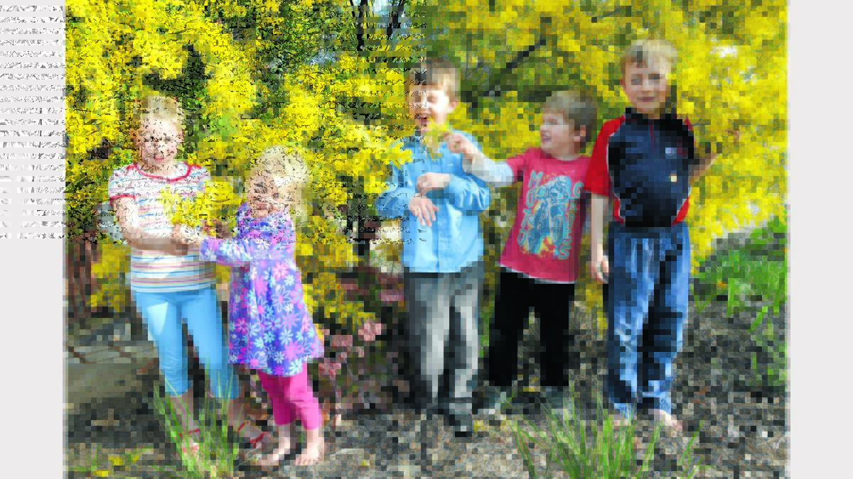PICTURED - Playing amongst the wattle are sisters Heidi (9) and four year old Rosie Parkin, brothers Bodhi (6) and Kade Ashcroft (4), and seven year old Luka Parkin.  Photo: Bill Jayet  