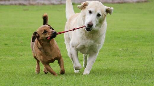 Off-leash dog park site fits 
criteria