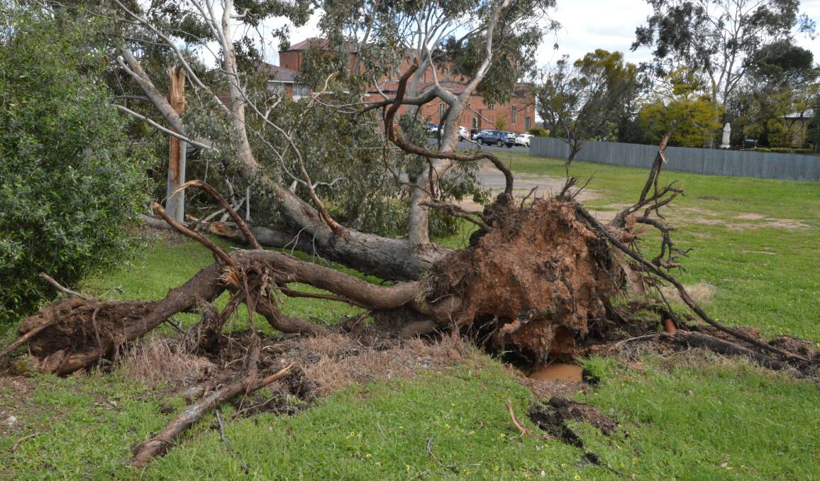 FRIGHTENING: It didn't matter how big a tree's roots were, Friday's freak storm managed to uproot them. This photo was taken in Hill Street on Saturday morning.