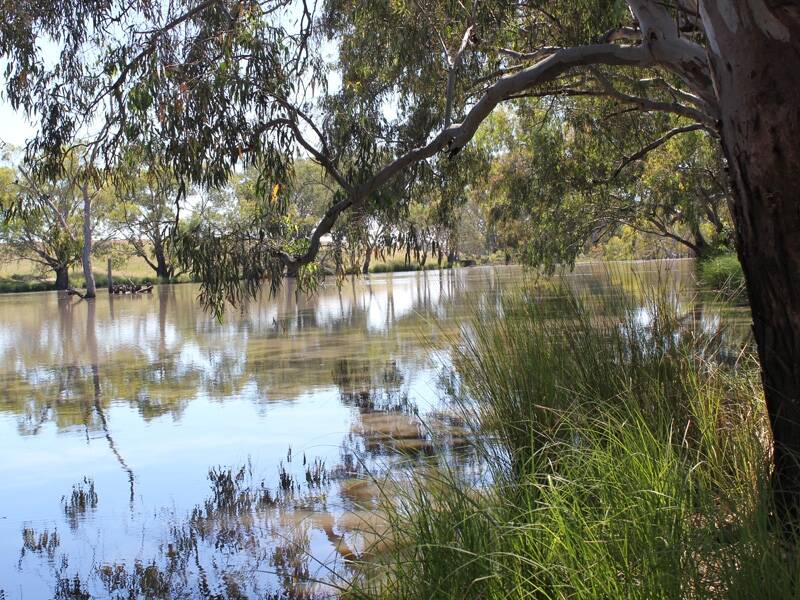 The Peak Hill Community Consultative Committee has been advocating to shorten tree stumps at Bogan Weir to make it more tourist-friendly.