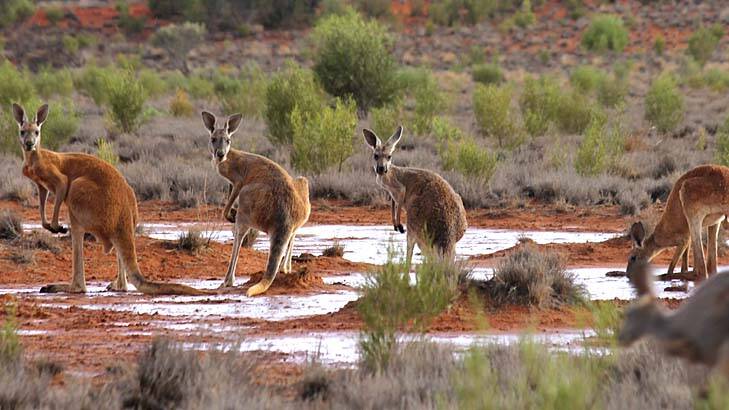 Muddy ground: Red kangaroos drink at an outback claypan after a rain shower. Photo: Supplied