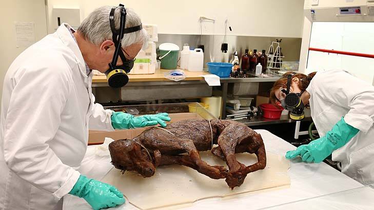 Tiger, tiger: British expert Simon Moore and National Museum conservator Natalie Ison examine a skinned thylacine. Photo: Alex Ellinghausen