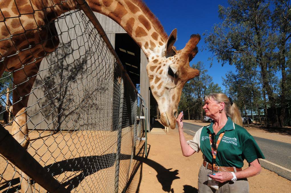DUBBO: Senior Volunteer of the Year nominee Betty Daly has a natural bond with animals like Mutangi.	 Photo: LOUISE DONGES