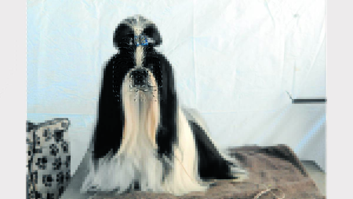 Shihtzu, Gus was one of 379 entries preparing for the Champion Dog Show.