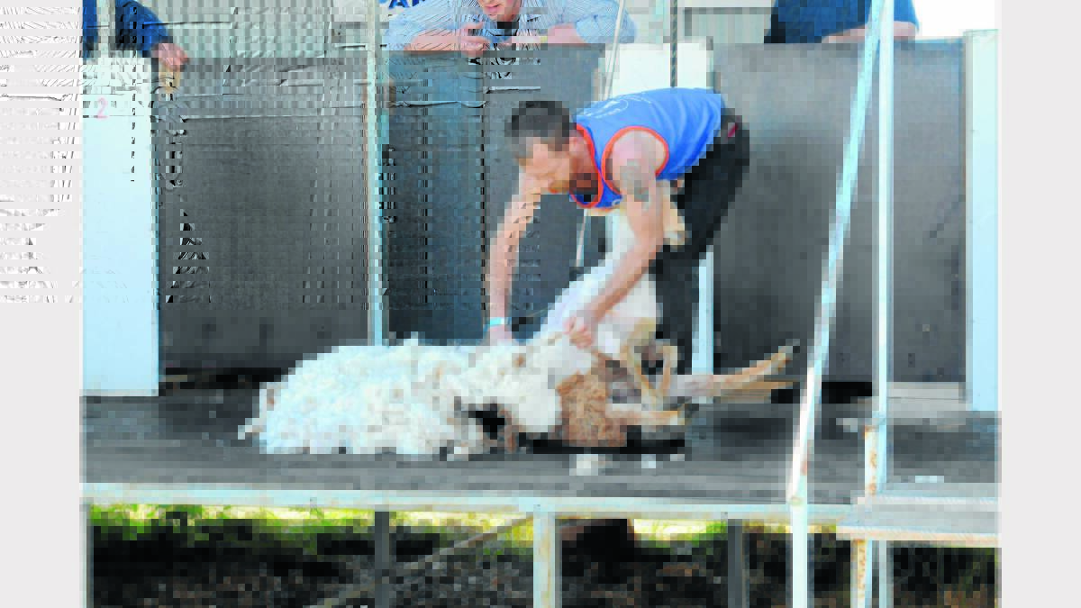 Chris Robinson entered the speed shearing. 