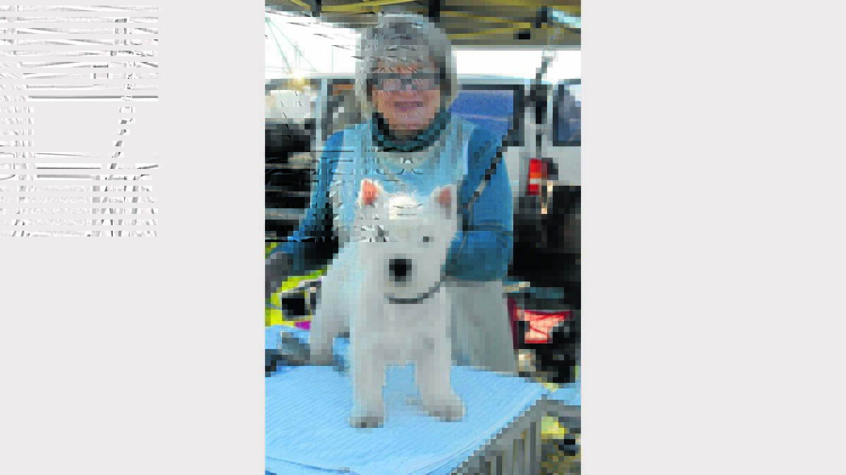 Lyn Brown from Sydney prepared Penny, her West Highland Terrier for the Dog Show.