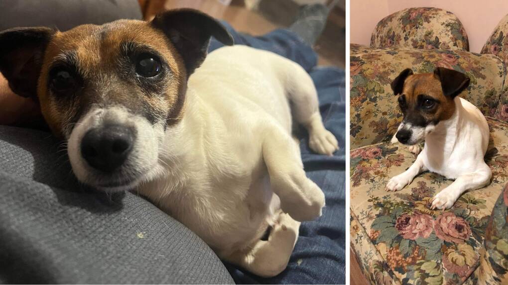 Jack Russell Terrier from Orange, Coco went missing on Thursday, February 8 from the Hargraves family household on Sieben Drive. Pictures supplied.