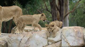 Lion cubs join the Pride Lands at Dubbo Zoo