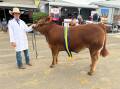 Bushwacker - Reserve School Champion live and 1st in class carcase. Image supplied