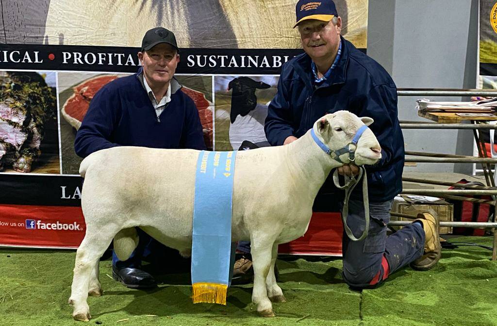 Burrawang Dorper & White Dorper Stud, Ootha, NSW, had plenty to celebrate, taking out the prize for 2021 DSSA National Champion Junior White Dorper Ram, National Grand Champion White Dorper Ram, National Supreme White Dorper Show Exhibit and Show Supreme with Burrawang Budweiser 200107.