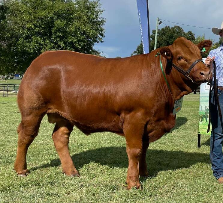 The 94.5 point scoring Limousin steer exhibited by Red Bend Catholic College, Forbes, and bred by L. and C. Kirk. Photo: Supplied