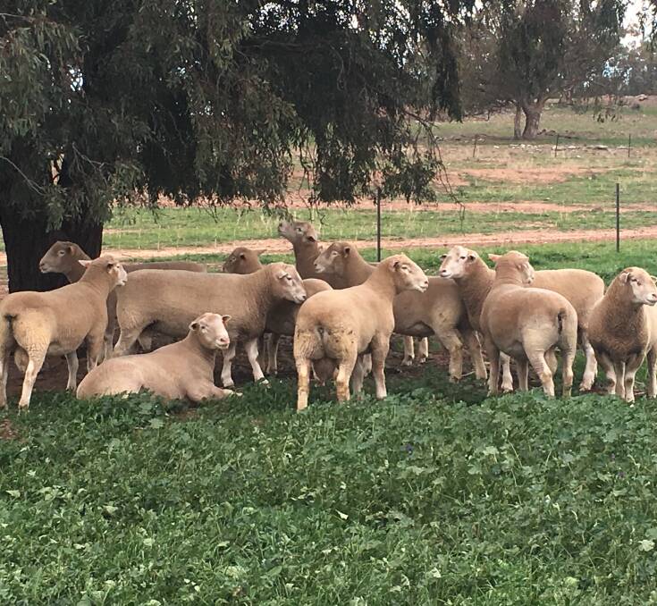 EATING QUALITY: Kinellar sires have been trialled in the National Resource Flock to benchmark their eating quality against terminal sires across the country.
