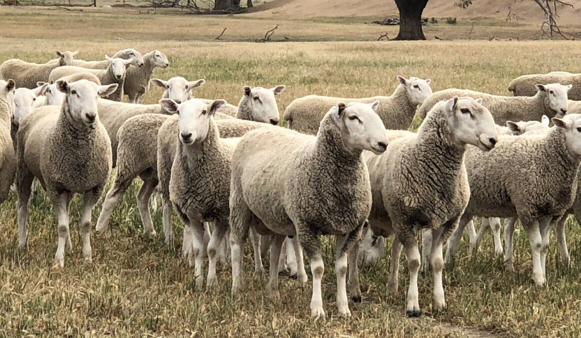 KEGRA SHEEP: As well as the stud, Graeme also joined 2300 Merino ewes to Border Leicester rams to produce first cross lambs.