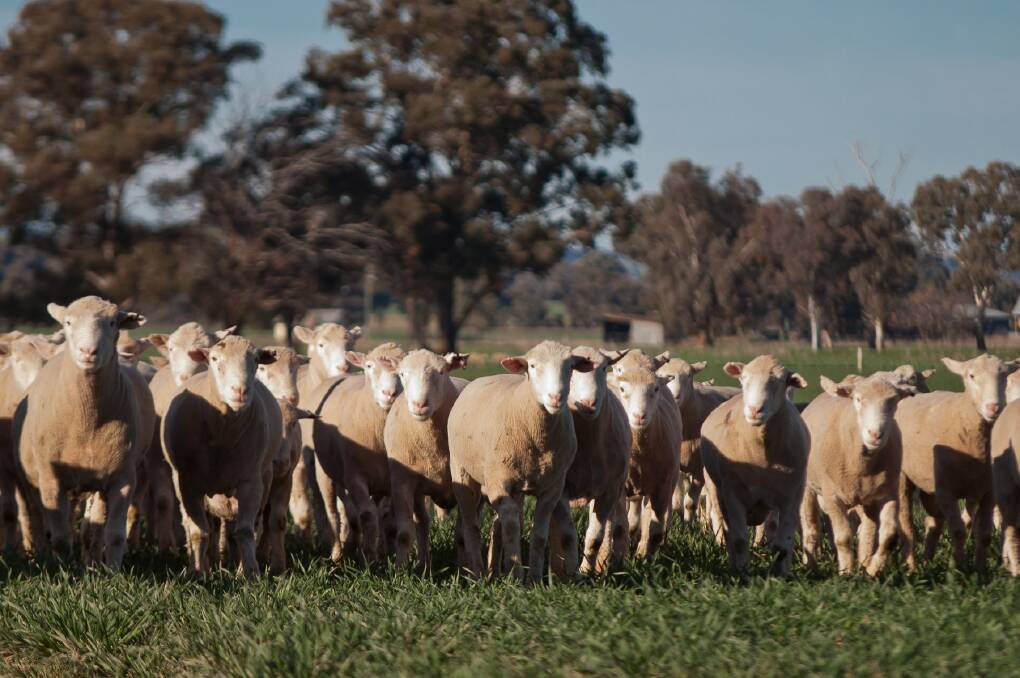GOONIGAL SIRES: Client feedback has been excellent for Goonigal Poll Dorsets, with early maturing weight for age, carcase shape and yield in their progeny. 