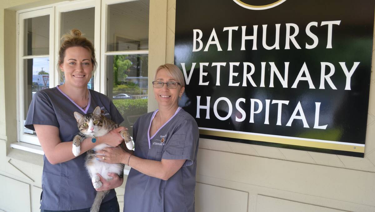 PET DESEXING: Bathurst Veterinary Hospital's Cassie Kelly and Lyn Frisby, with Jetson the cat. Photo: BRADLEY JURD 111017bjvet